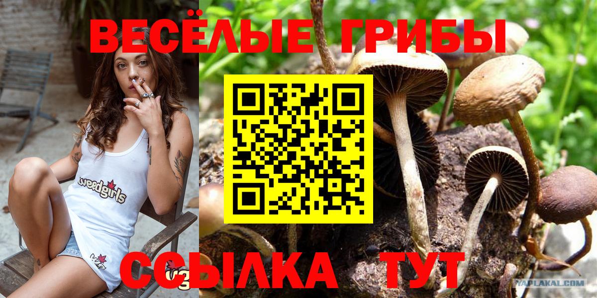 Галлюциногенные грибы Magic Shrooms Сочи
